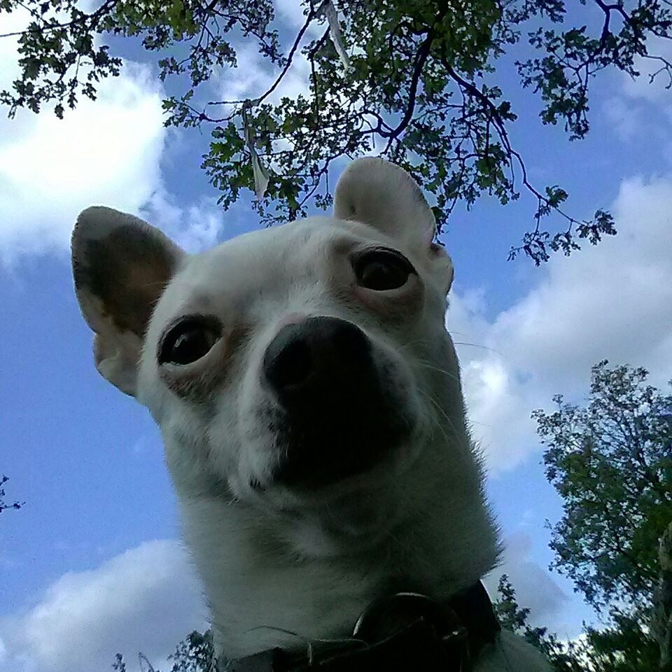 koko_kutya_cég_arca koko_kutya_cég_arca